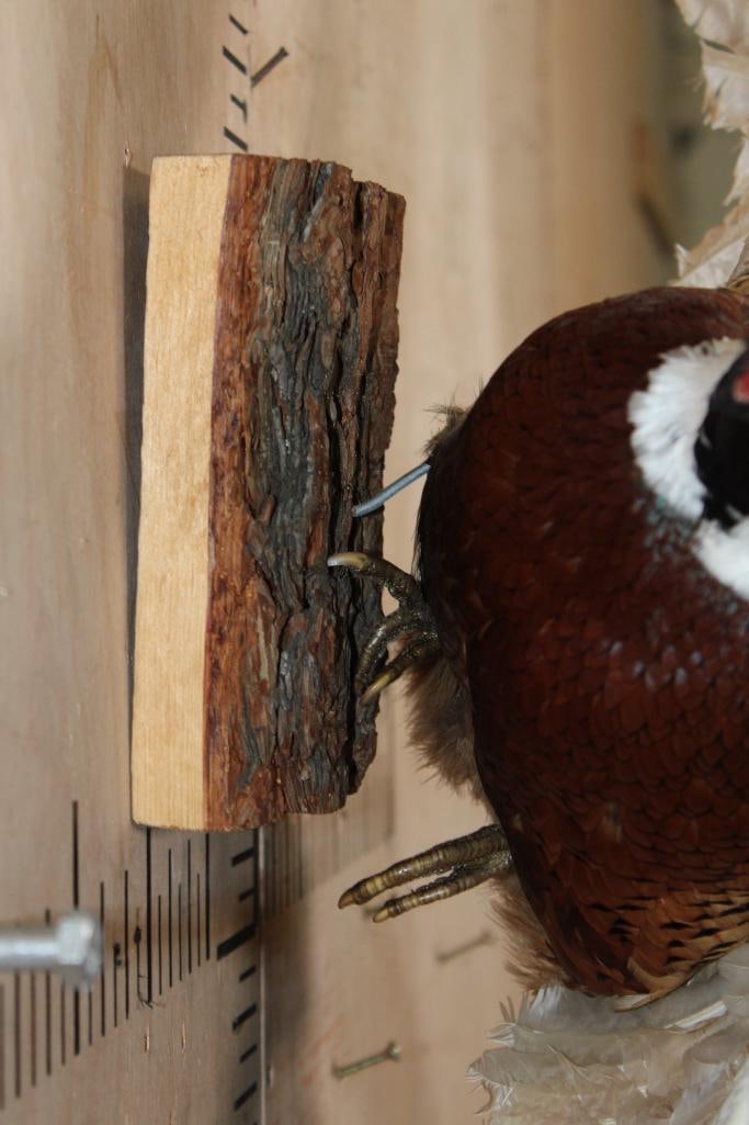 Flying PHEASANT Perched on a Tree Branch Wall Hanger - 7