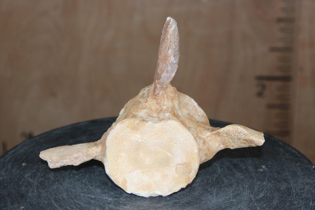 Fossilized MOSASAUR VERTEBRAE Specimen: Fossilized MOSASAUR VERTEBRAE from Morocco. It measures 8 1/8" Long x 6 1/8" Wide x 2 1/8" Thick and the Total Weight is 1 lb 5 oz. Mosasaurs were massive, predatory marine lizards that dominated the