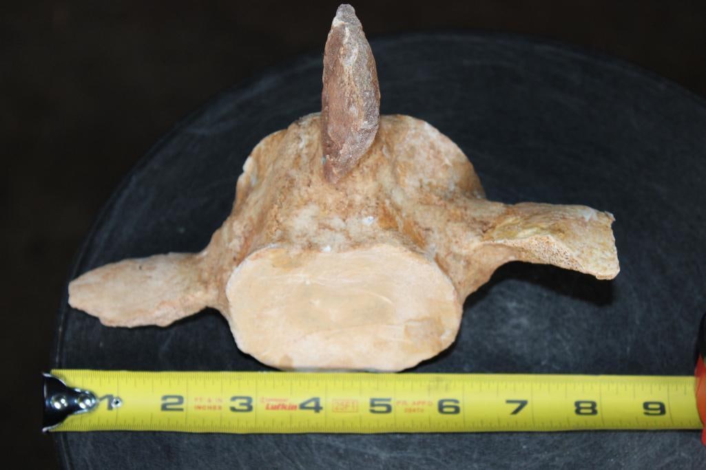 Fossilized MOSASAUR VERTEBRAE Specimen - 3