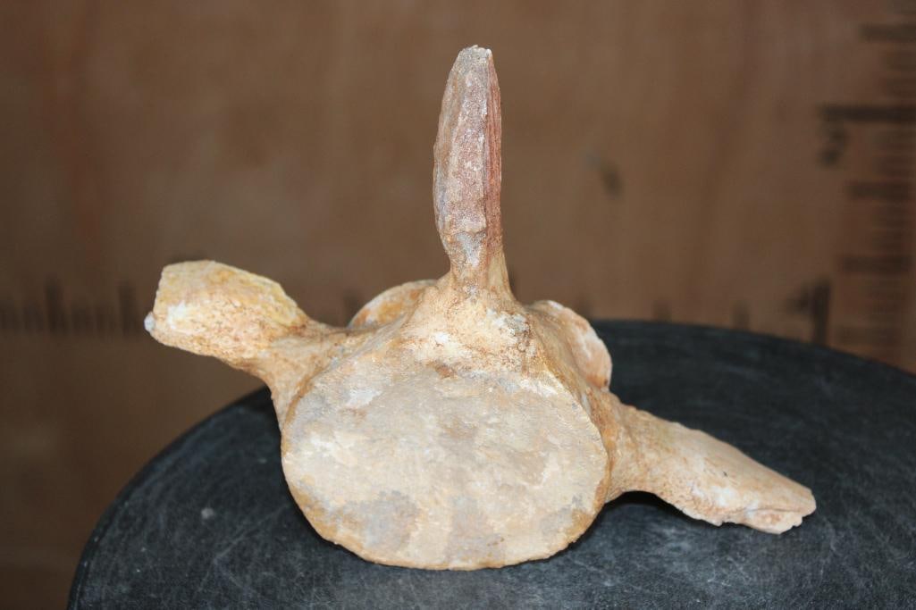 Fossilized MOSASAUR VERTEBRAE Specimen - 4