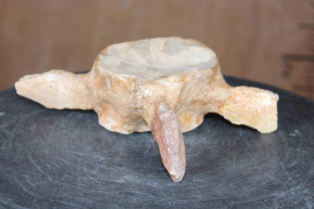 Fossilized MOSASAUR VERTEBRAE Specimen - 6