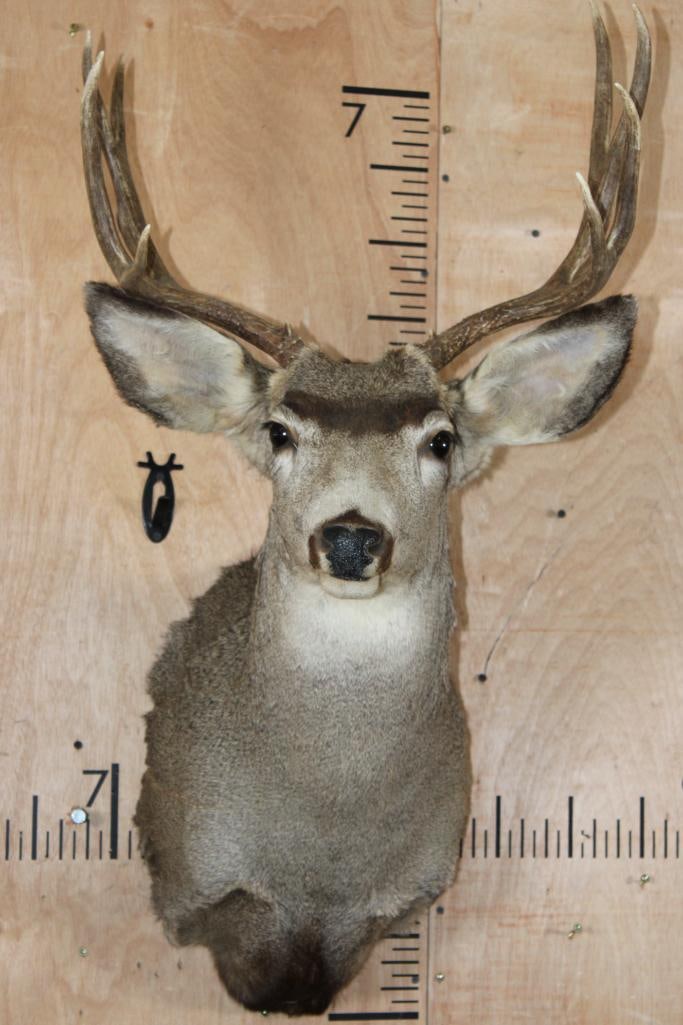 8-Point MULE DEER Shoulder Mount: 8-Point MULE DEER Shoulder Mount. It has a 19.25" Spread and is in Good Condition. TAXIDERMY 