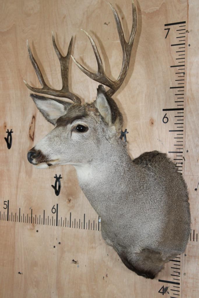 8-Point MULE DEER Shoulder Mount - 3