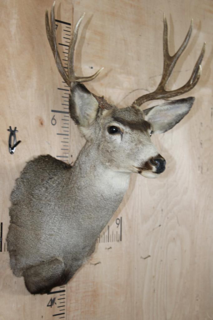 8-Point MULE DEER Shoulder Mount - 4