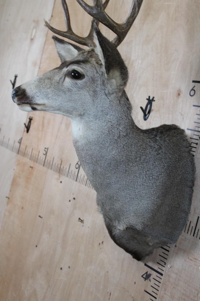 8-Point MULE DEER Shoulder Mount - 6