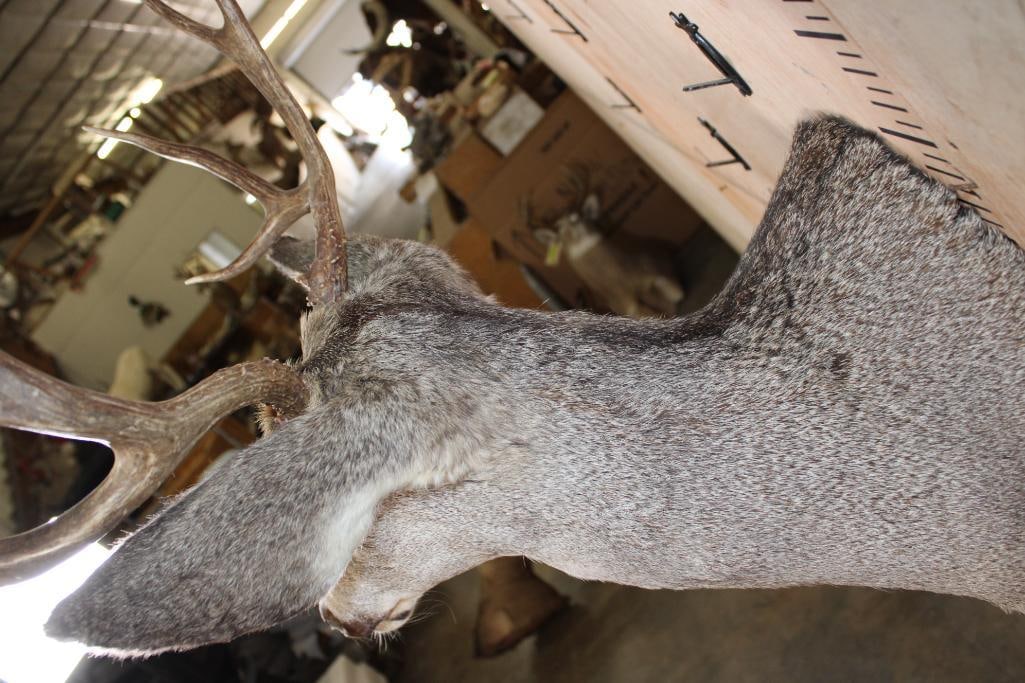 8-Point MULE DEER Shoulder Mount - 7