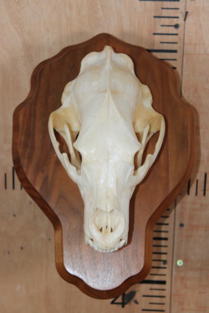 A-Grade BLACK BEAR Skull on a Wood Wall Pedestal: Very Nice and Clean A-Grade BLACK BEAR Skull on a Wood Wall Pedestal. It has All its Teeth and the Nasal Turbinates are intact. It measures 11" Long x 6.25" Wide. TAXIDERMY SKULLS 