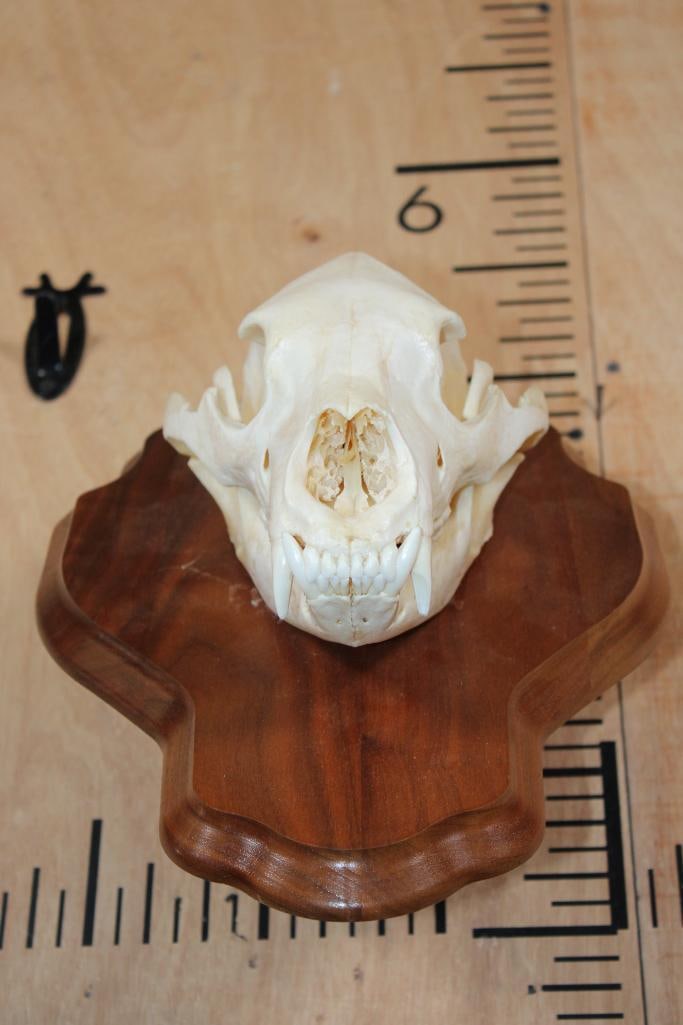 A-Grade BLACK BEAR Skull on a Wood Wall Pedestal - 2