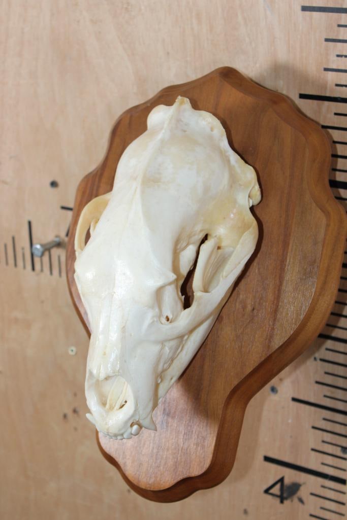 A-Grade BLACK BEAR Skull on a Wood Wall Pedestal - 3