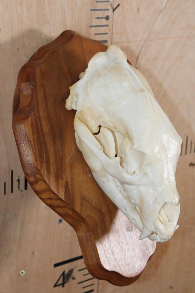 A-Grade BLACK BEAR Skull on a Wood Wall Pedestal - 4