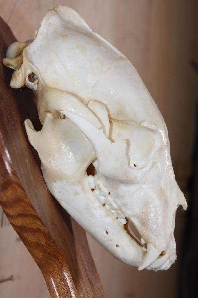 A-Grade BLACK BEAR Skull on a Wood Wall Pedestal - 5
