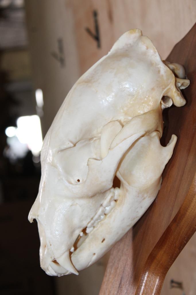 A-Grade BLACK BEAR Skull on a Wood Wall Pedestal - 6