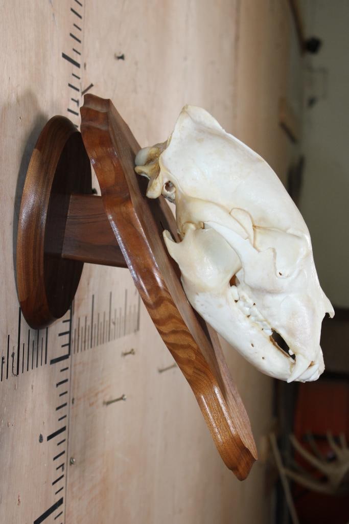 A-Grade BLACK BEAR Skull on a Wood Wall Pedestal - 8