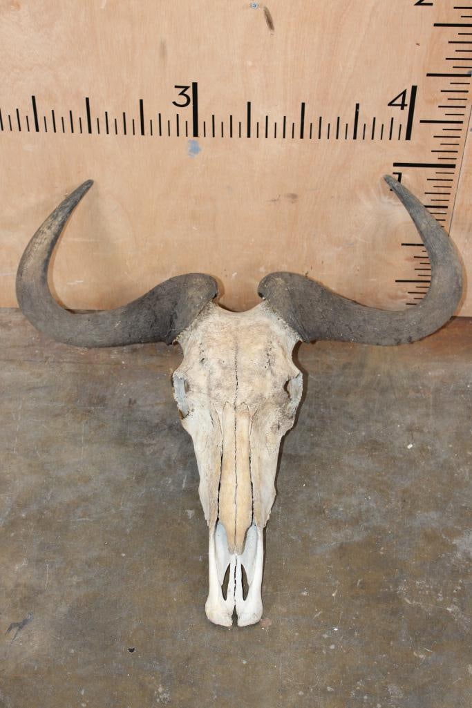 BLUE WILDEBEEST Skull: Respectable BLUE WILDEBEEST Skull with a 26.25" Spread. It has all but 2 teeth. TAXIDERMY SKULLS 
