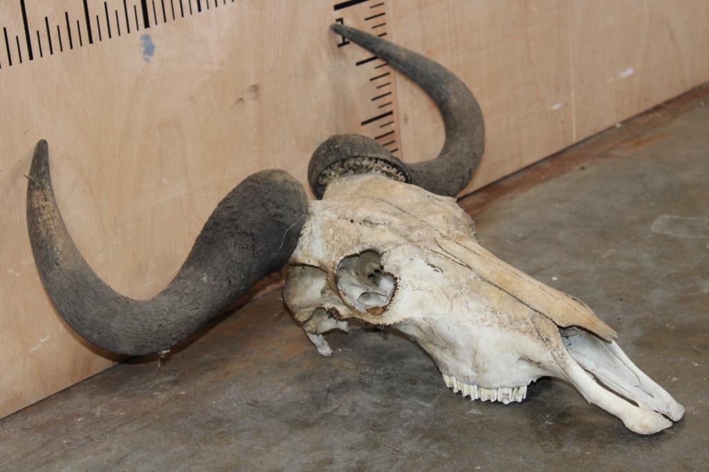 BLUE WILDEBEEST Skull - 2