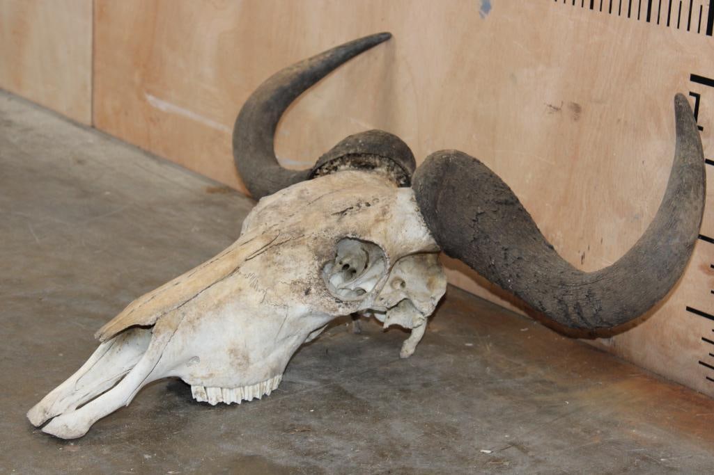 BLUE WILDEBEEST Skull - 3