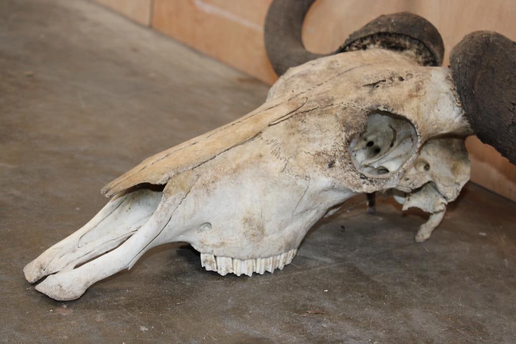 BLUE WILDEBEEST Skull - 4