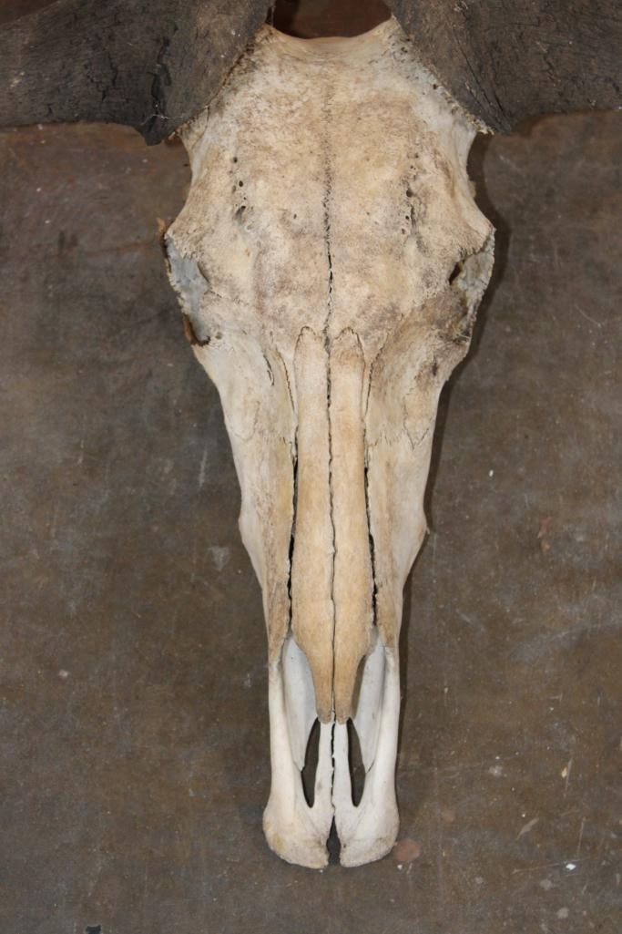 BLUE WILDEBEEST Skull - 5