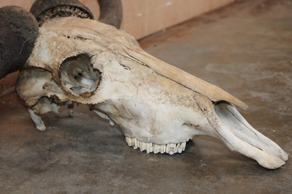 BLUE WILDEBEEST Skull - 6