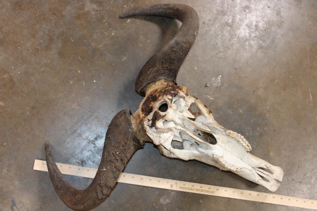 BLUE WILDEBEEST Skull - 7