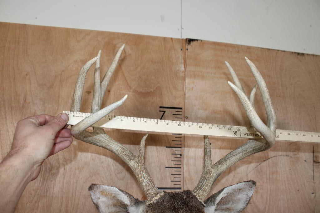 10-Point WHITETAIL DEER Shoulder Mount - 10