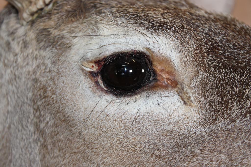 10-Point WHITETAIL DEER Shoulder Mount - 11