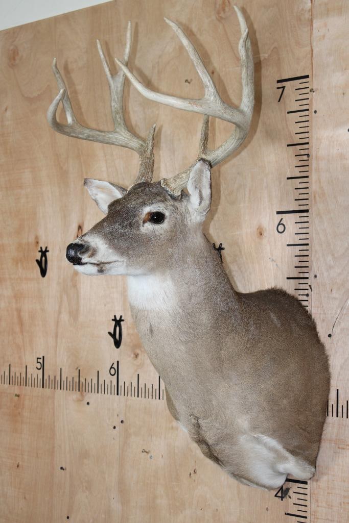 10-Point WHITETAIL DEER Shoulder Mount - 2