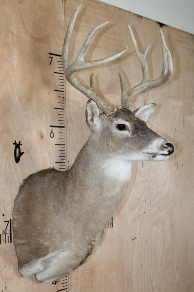 10-Point WHITETAIL DEER Shoulder Mount - 3
