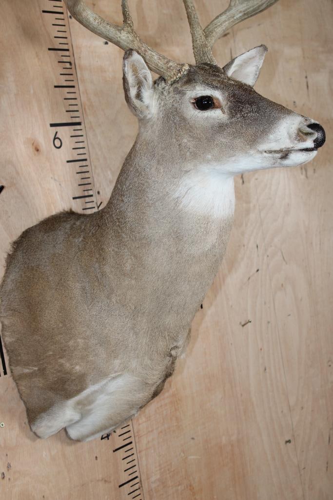 10-Point WHITETAIL DEER Shoulder Mount - 4