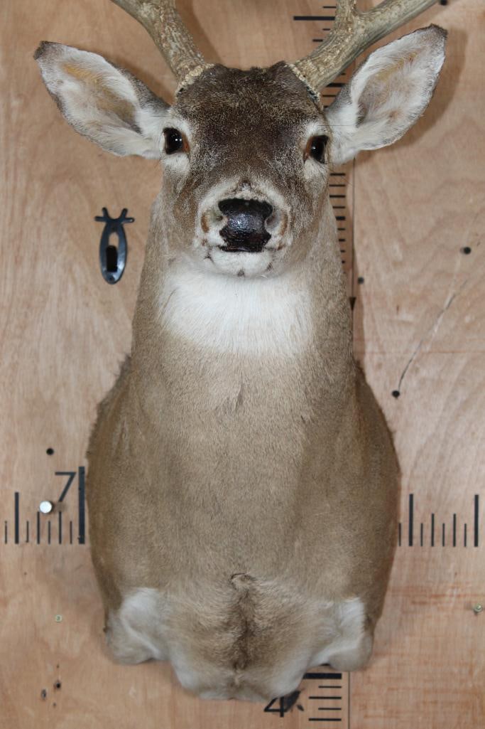 10-Point WHITETAIL DEER Shoulder Mount - 5