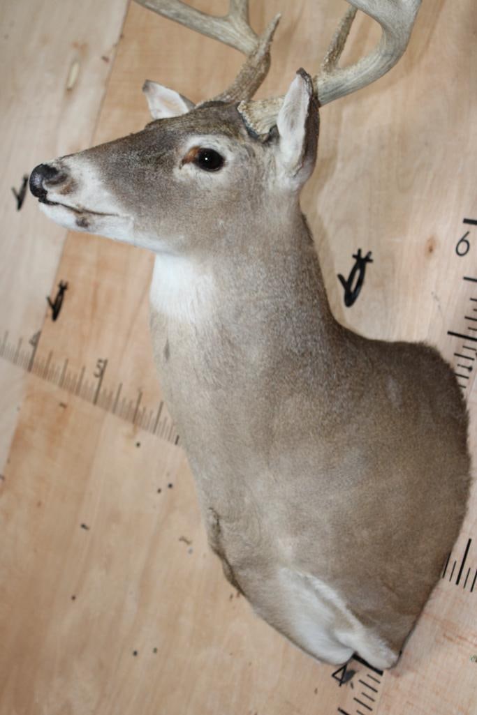 10-Point WHITETAIL DEER Shoulder Mount - 6