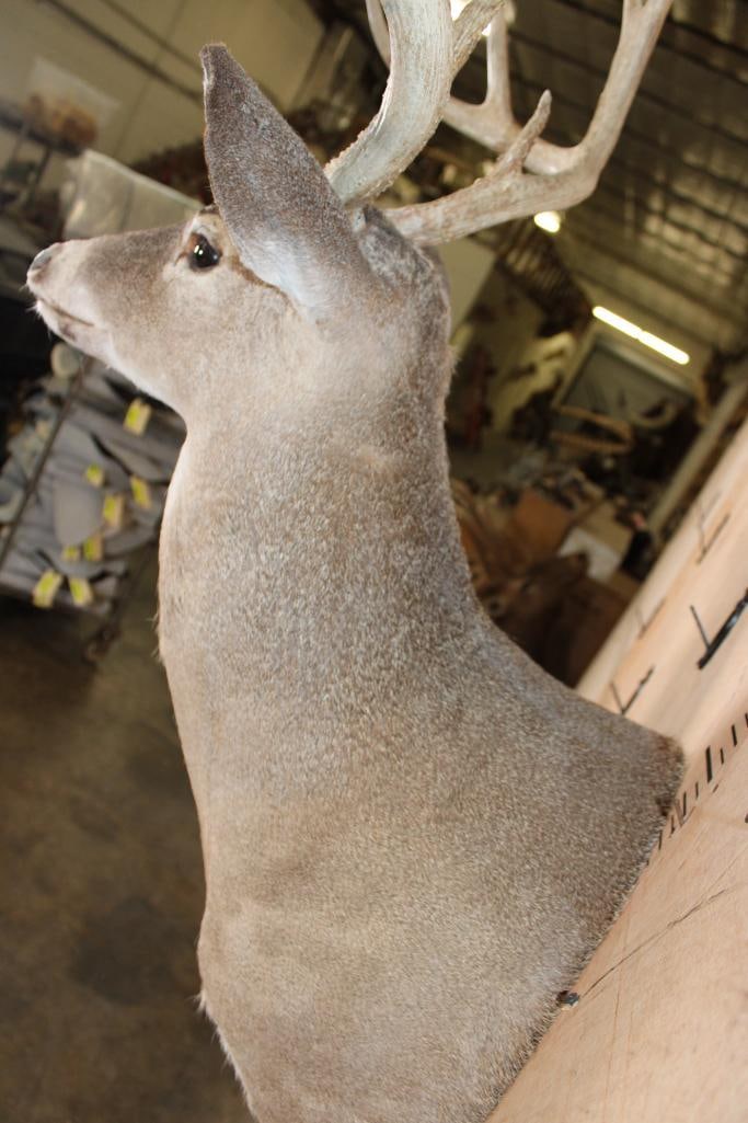 10-Point WHITETAIL DEER Shoulder Mount - 7