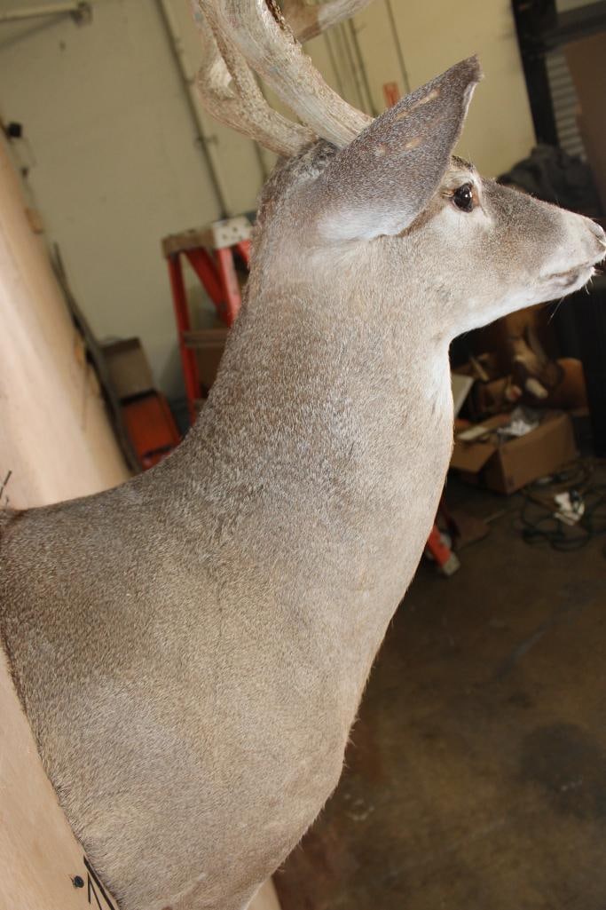 10-Point WHITETAIL DEER Shoulder Mount - 8