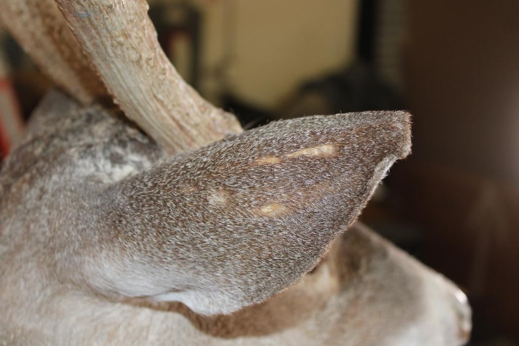 10-Point WHITETAIL DEER Shoulder Mount - 9