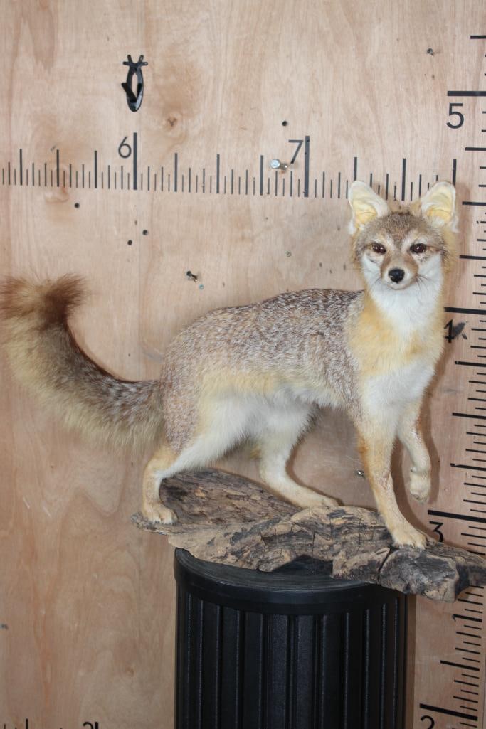 Life-sized GREY FOX on a Driftwood Base: Nice Life-sized GREY FOX on a Driftwood Base. It measures 29" Long x 12" Wide x 20" Tall and is in Good Condition. TAXIDERMY 