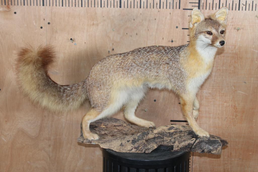 Life-sized GREY FOX on a Driftwood Base - 2
