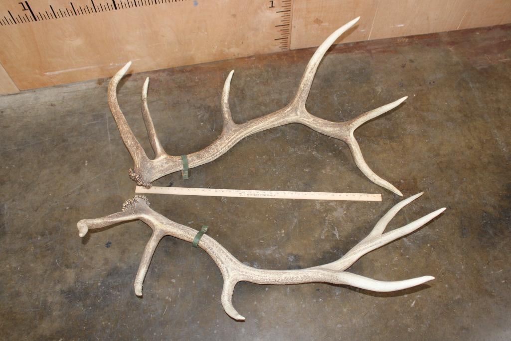 Big Set of 12-Point ELK Sheds - 2