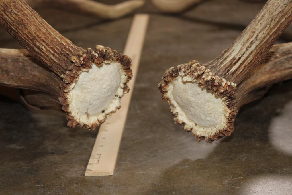 Big Set of 12-Point ELK Sheds - 3