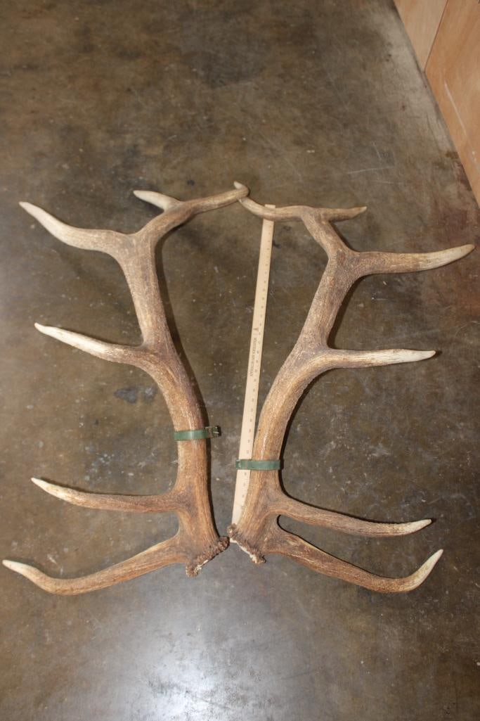 Big Set of 12-Point ELK Sheds - 4
