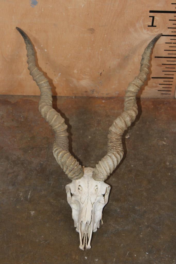 BLACKBUCK Skull with Removable Horns: BLACKBUCK Skull with Removable Horns. It is missing 2 teeth. TAXIDERMY SKULLS 