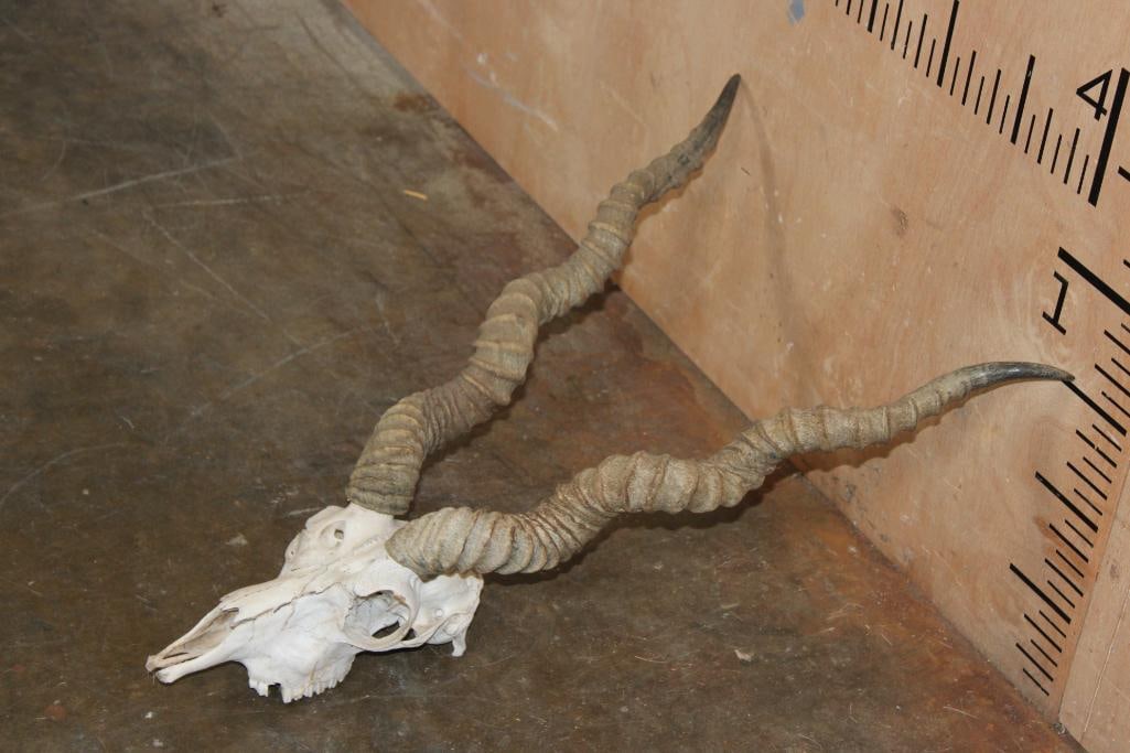 BLACKBUCK Skull with Removable Horns - 2