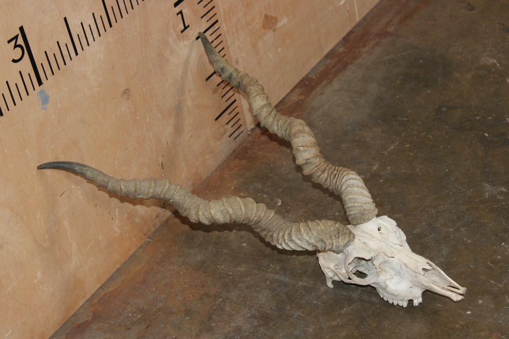 BLACKBUCK Skull with Removable Horns - 3