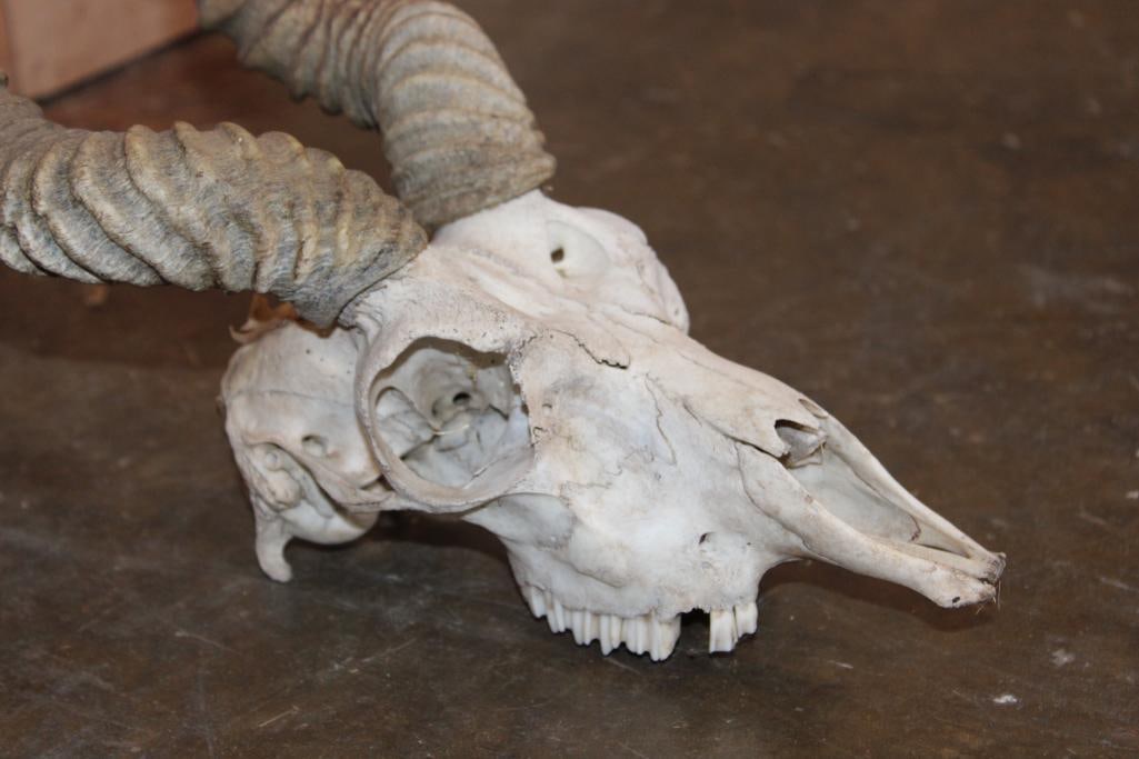 BLACKBUCK Skull with Removable Horns - 4