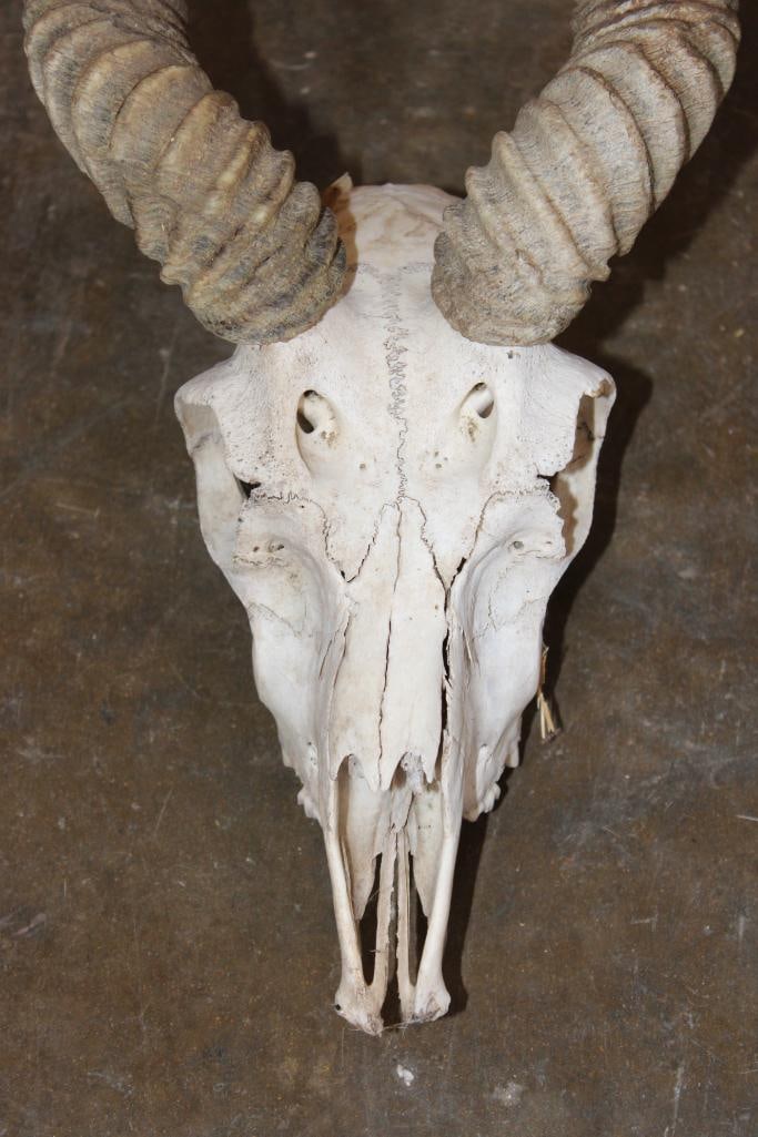 BLACKBUCK Skull with Removable Horns - 5