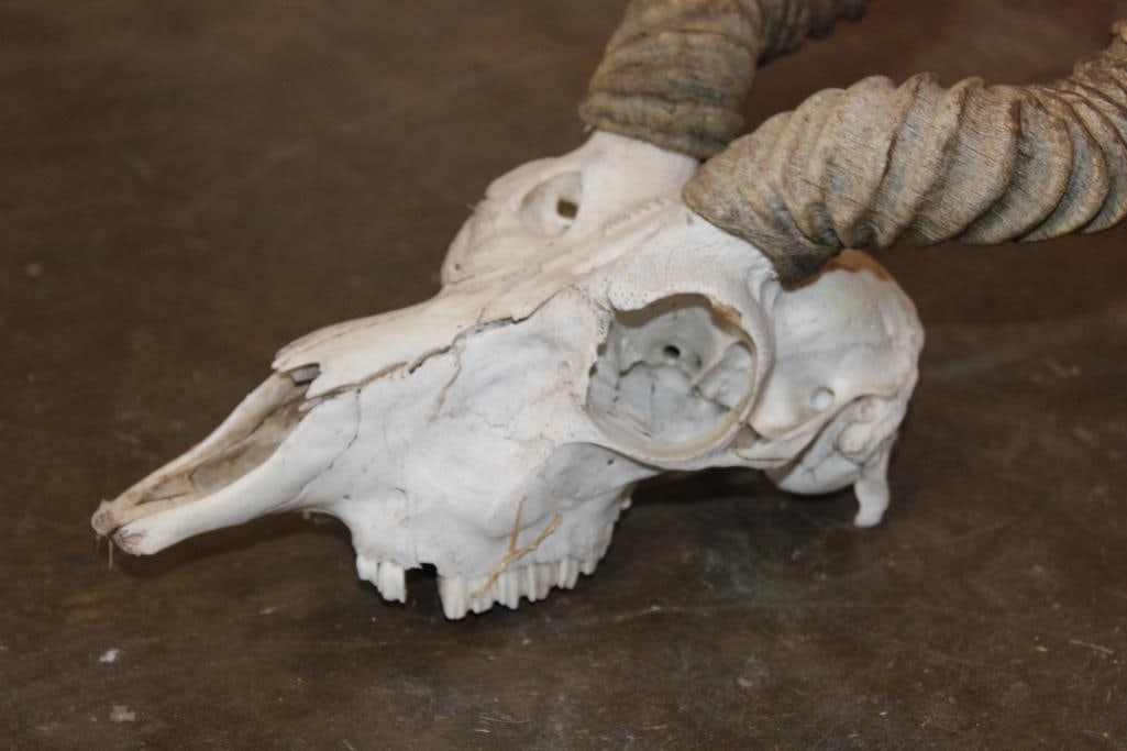 BLACKBUCK Skull with Removable Horns - 6
