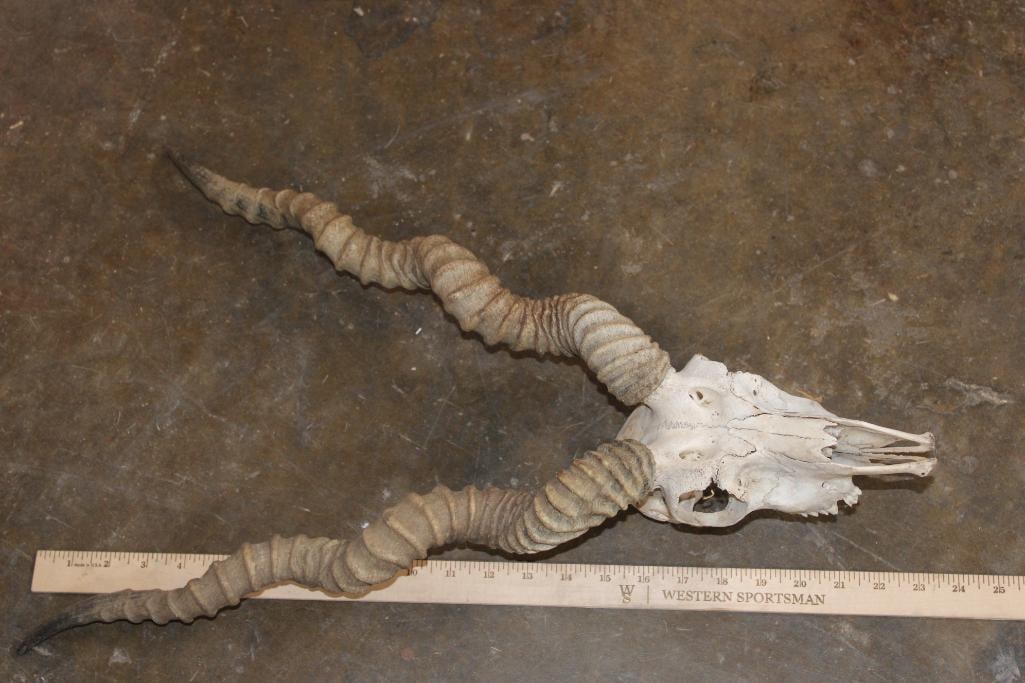 BLACKBUCK Skull with Removable Horns - 7