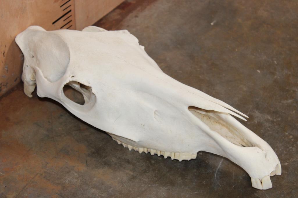 Domestic HORSE Skull: Domestic HORSE Skull. It measures 22" Long x 8.5" Wide x 6" Tall. It has all but 2 front teeth. It weighs 5 lbs 2 oz. TAXIDERMY 