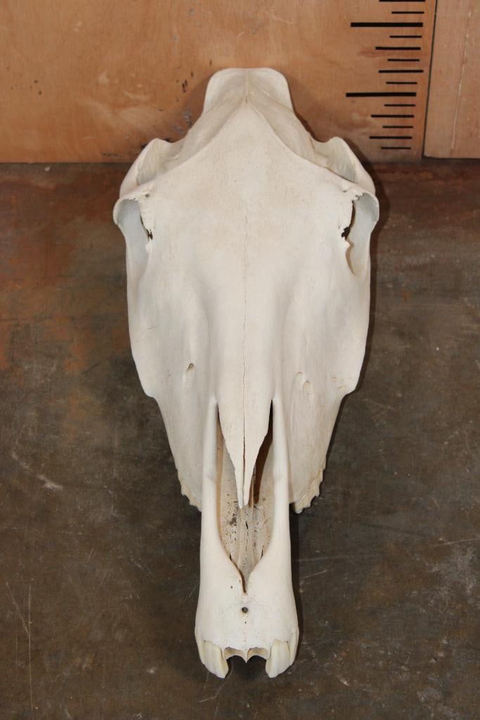 Domestic HORSE Skull - 2