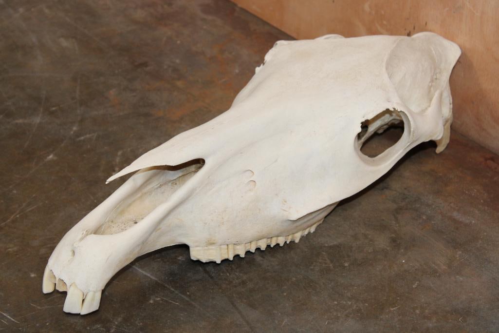 Domestic HORSE Skull - 3