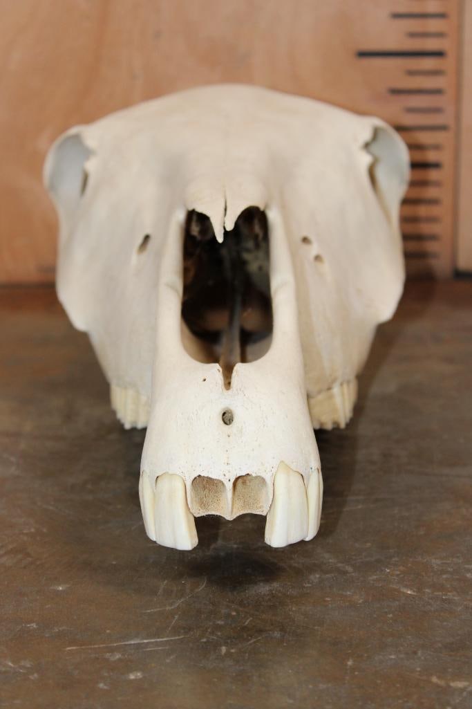 Domestic HORSE Skull - 4